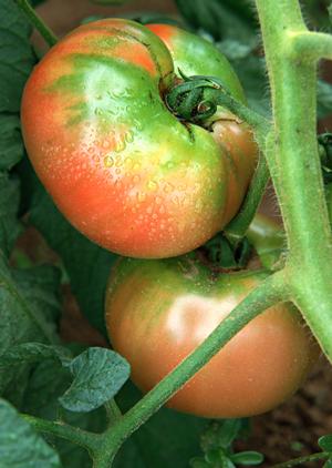 静岡県伊東市の絶景を楽しむ赤沢日帰り温泉館のレストランと温泉施設の魅力