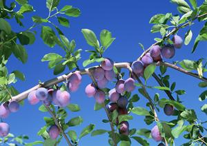 新宿で絶品の牡蠣とイタリアンを楽しめるオイスターバー「Oyster Bar ジャックポット 新宿」の魅力と店舗情報